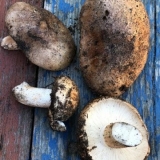 Podtopolniki gljive: opis i fotografija, koliko rastu, gdje sakupljati, video